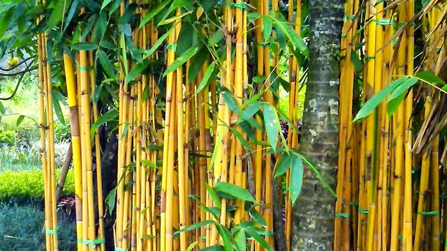 Tanaman yang Dipercaya Dapat Menangkal Ilmu Hitam