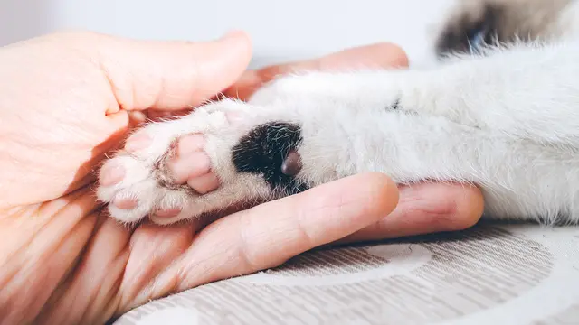 Jejak Kucing dalam Prasasti dan Naskah Kuno