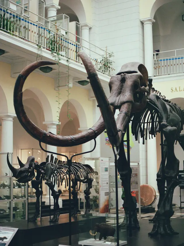 Pria Ini Syok Temukan Fosil Mammoth Purba