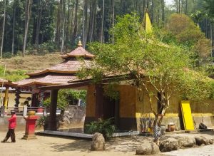 Kisah Pohon Dewandaru di Balik Mitos Pesugihan