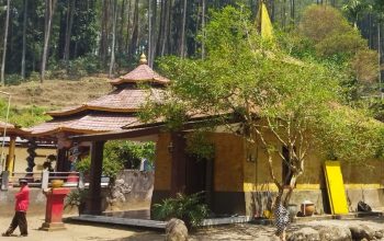 Kisah Pohon Dewandaru di Balik Mitos Pesugihan