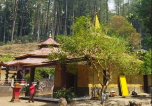 Pohon Dewandaru Jadi Awal Mula Mitos