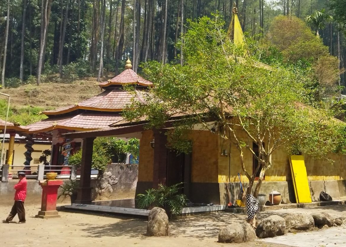 Pohon Dewandaru Jadi Penanda Mitos Pesugihan