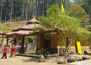 Pohon Dewandaru Jadi Penanda Mitos Pesugihan