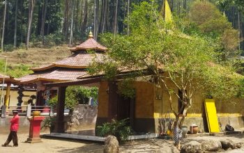 Pohon Dewandaru Jadi Penanda Mitos Pesugihan